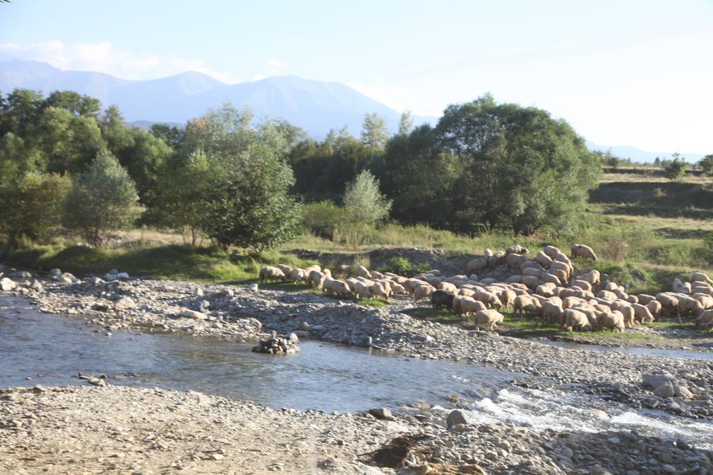 Villa La Mosu Porumbacu de Sus Esterno foto
